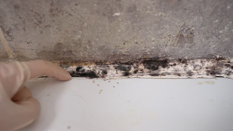 Environmental Consulting for Mold Prevention in Roanoke, TX